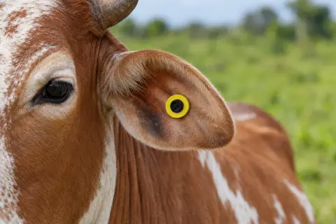 Hereni ya njano ya RFID kwenye sikio la ng'ombe / A yellow RFID tag in a cow's ear